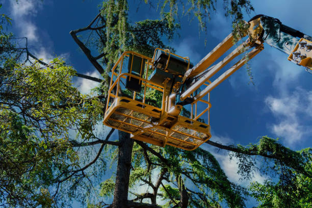 Professional Tree Care  in La Feria, TX